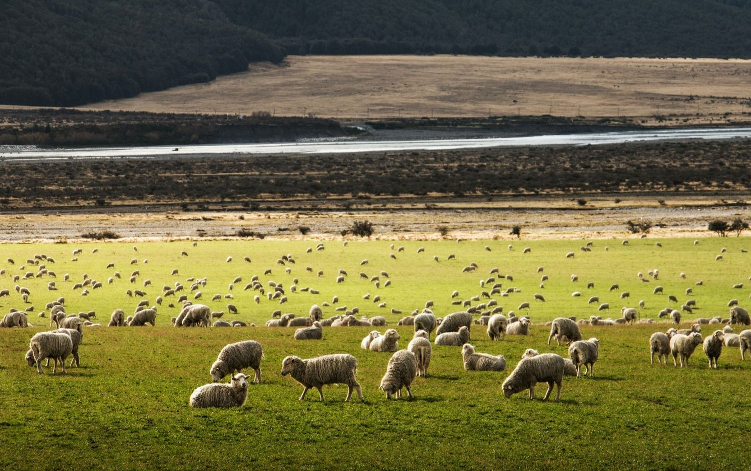 新西兰牛肉羊肉出口贸易