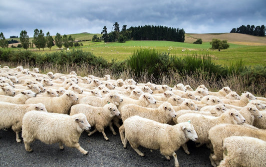Woolscour收购新西兰羊毛控股公司30%股份